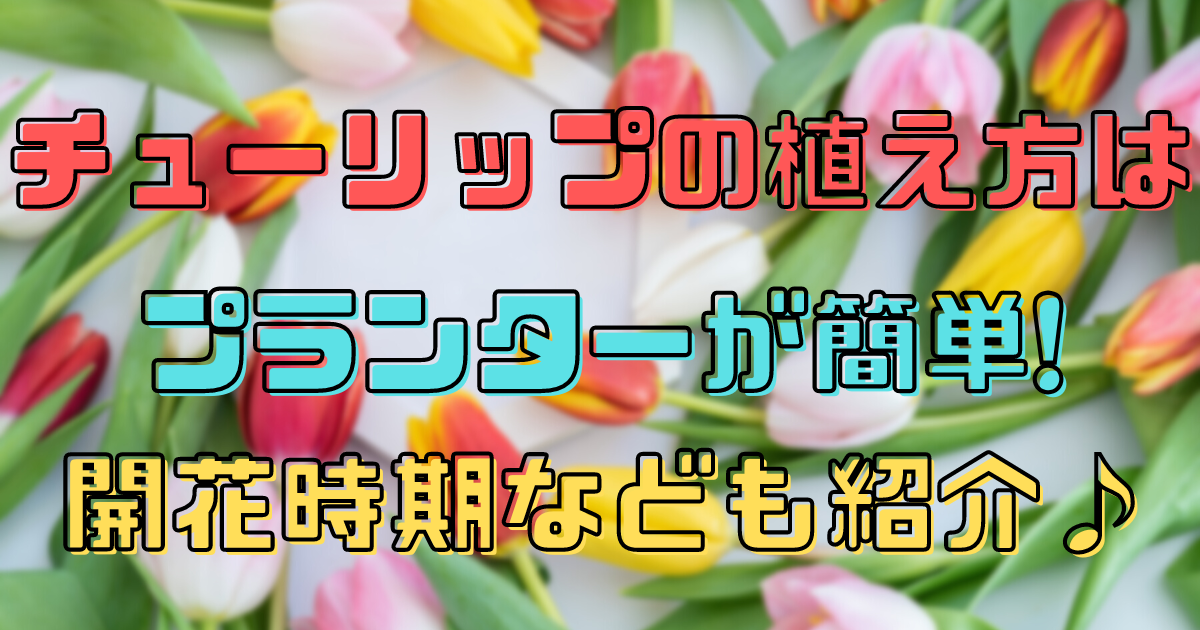 チューリップの植え方はプランターが簡単 開花時期なども紹介